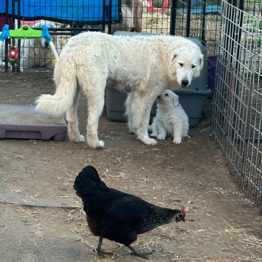 Square Maremma website photos 2 19 Electra: Friendly Adult Female Maremma Who's Patient With Puppies