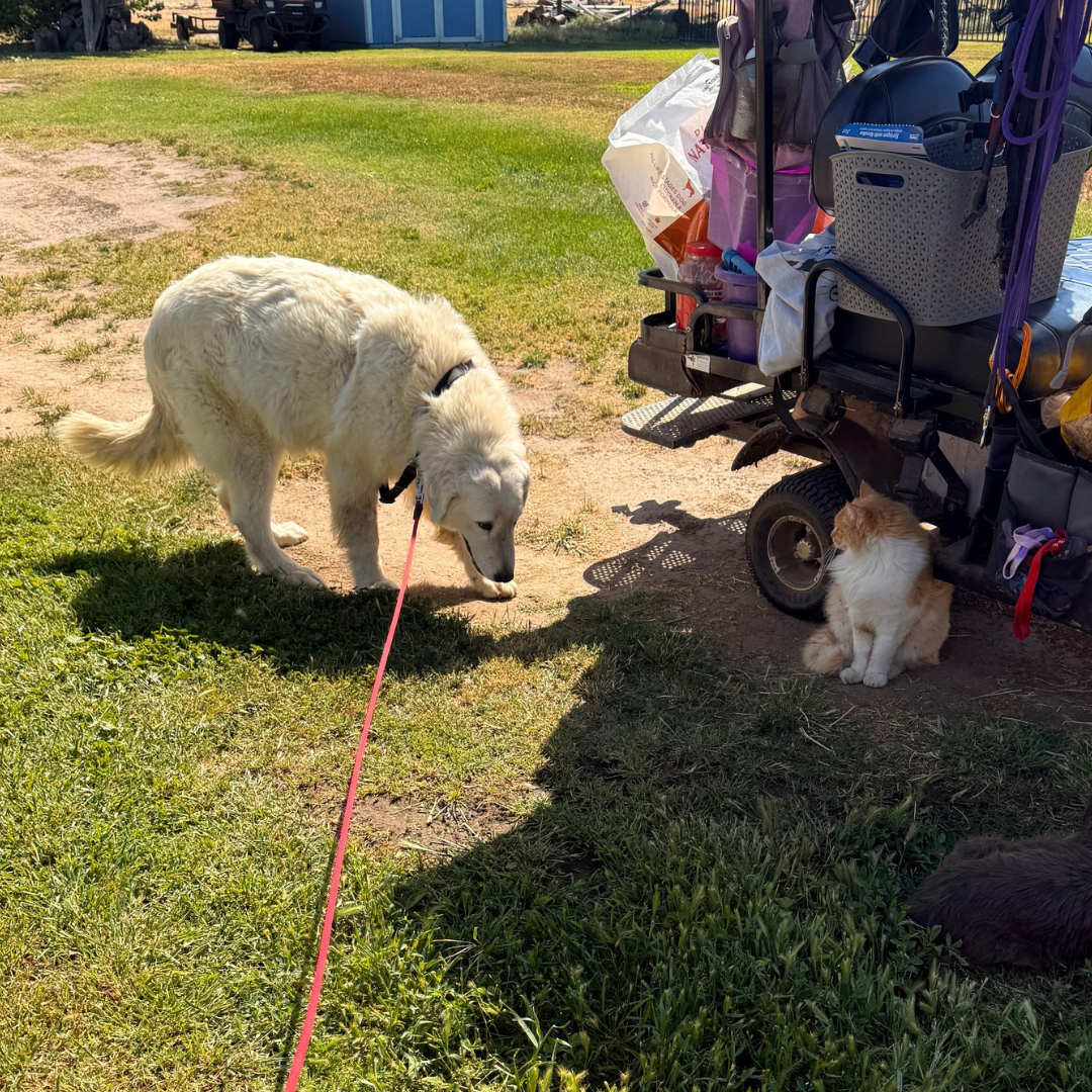 Square Maremma website photos 2 20 Electra: Friendly Adult Female Maremma Who's Patient With Puppies