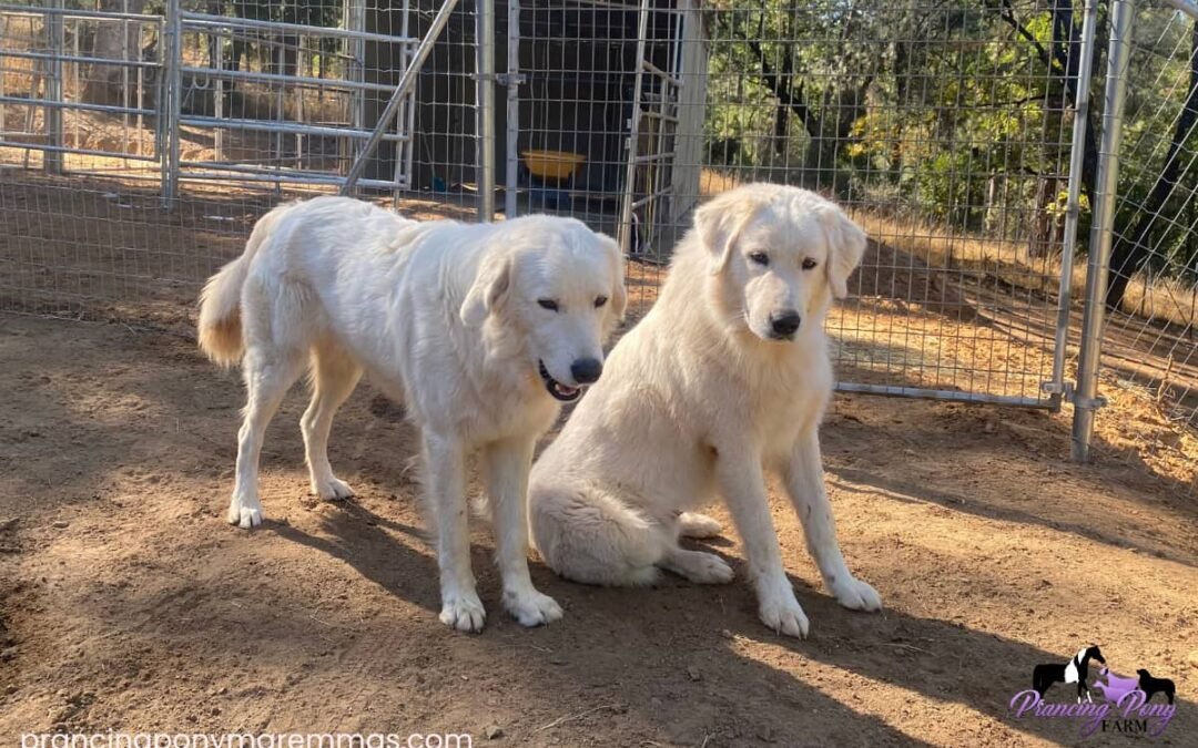 Do Maremmas Bark at Nothing? Livestock Guardian Dog Q&A