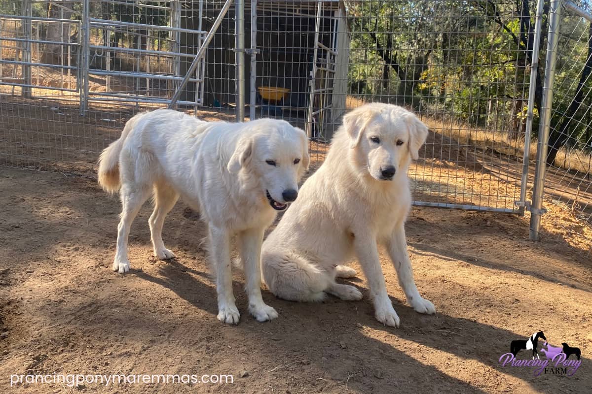 Do Maremmas Bark at Nothing? Livestock Guardian Dog Q&A