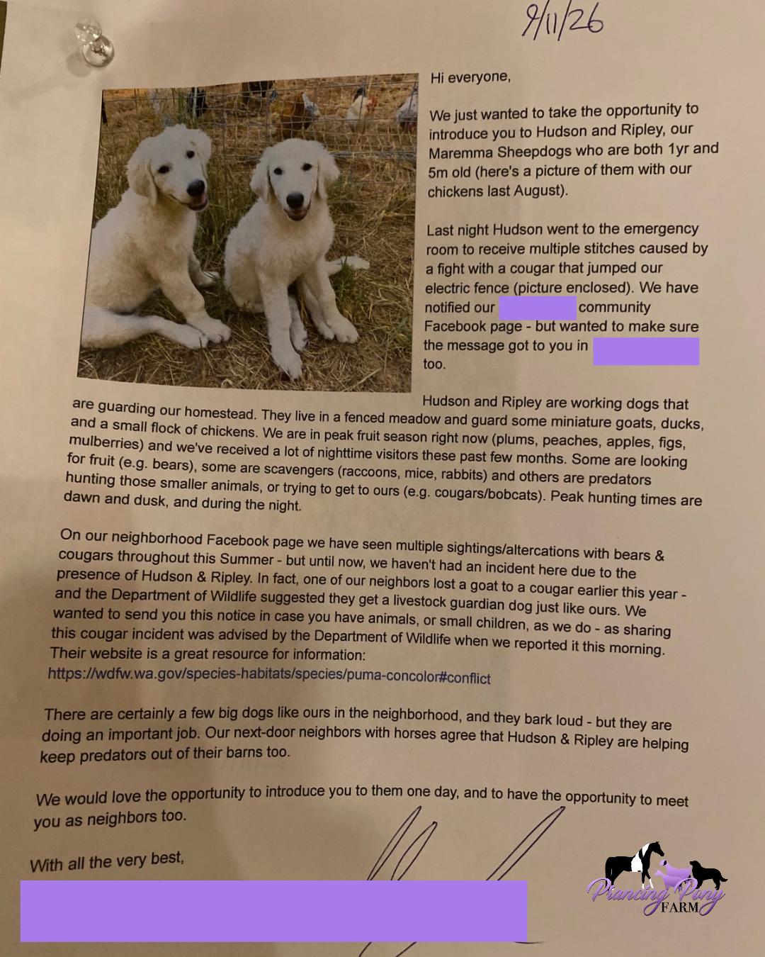 prancingponymaremmas.com 3 Maremma Sheepdog Fights Off Mountain Lion to Protect Family Farm