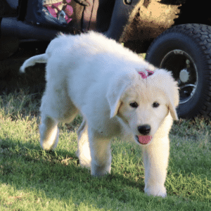 Pax & Marcella Litter 6/24