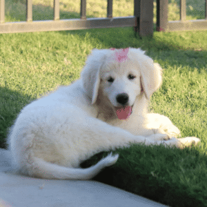 Pax & Marcella Litter 6/24