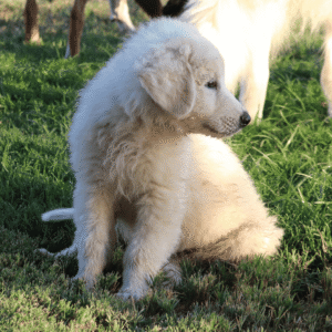 Pax & Marcella Litter 6/24
