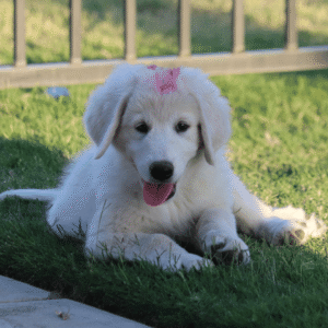 Pax & Marcella Litter 6/24