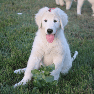 Pax & Marcella Litter 6/24
