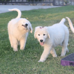 Pax & Marcella Litter 6/24
