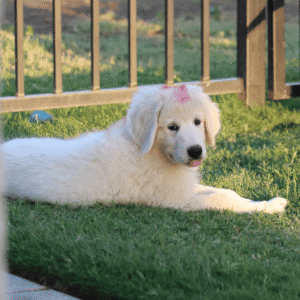 Pax & Marcella Litter 6/24
