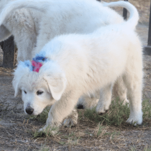 Pax & Marcella Litter 6/24