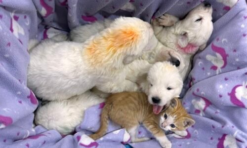 392842382 Inside Our Maremma Puppy Program