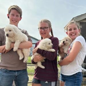 3209210914 Inside Our Maremma Puppy Program
