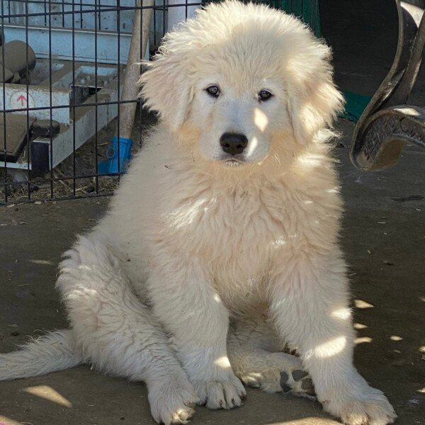 3535851843 Gianna: Retired Maremma Female for a Quiet Chicken Farm