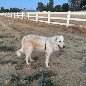 2511711544 Inside Our Maremma Puppy Program