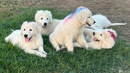 Pax & Marcella Litter 6/24