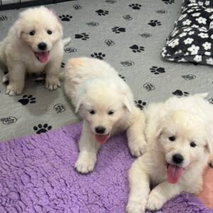 676766530 Inside Our Maremma Puppy Program
