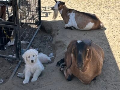 220588199 Inside Our Maremma Puppy Program
