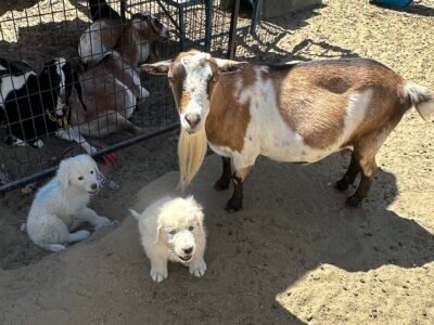 1450478017 Inside Our Maremma Puppy Program