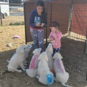 4245179640 Inside Our Maremma Puppy Program