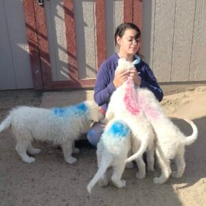 513595676 Inside Our Maremma Puppy Program