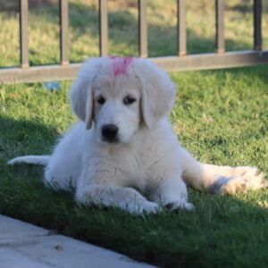 Pax & Marcella Litter 6/24