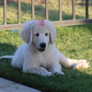 Pax & Marcella Litter 6/24