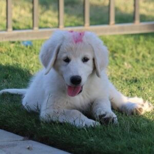 Pax & Marcella Litter 6/24