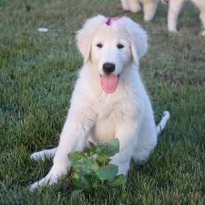 Pax & Marcella Litter 6/24