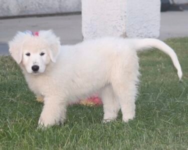 Pax & Marcella Litter 6/24