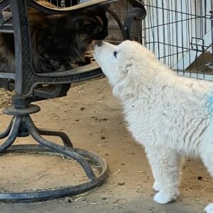 876067396 Inside Our Maremma Puppy Program