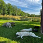 1209220786 Success Stories: Prancing Pony Maremmas Thriving Across North America