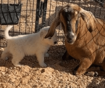 3329123124 Inside Our Maremma Puppy Program