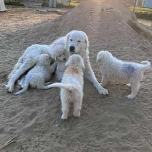3457094861 Inside Our Maremma Puppy Program