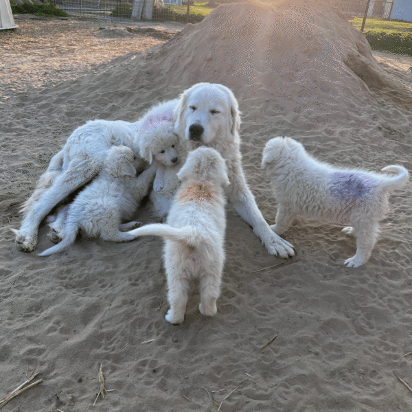 3956291174 Gianna: Retired Maremma Female for a Quiet Chicken Farm