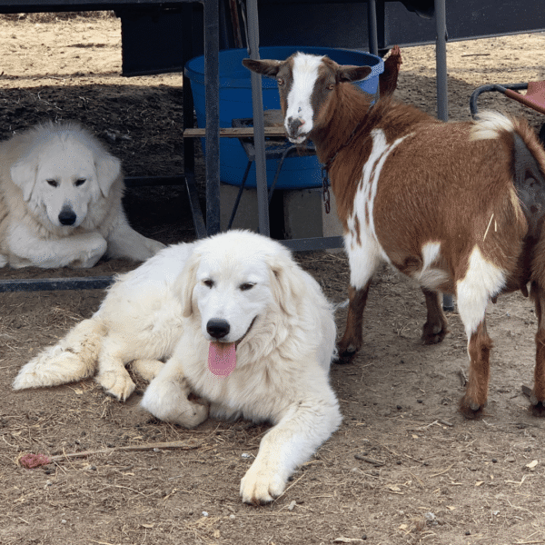 1674937295 Gianna: Retired Maremma Female for a Quiet Chicken Farm