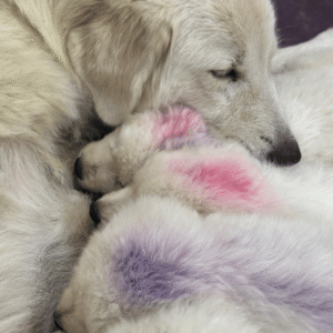 3039472990 Inside Our Maremma Puppy Program