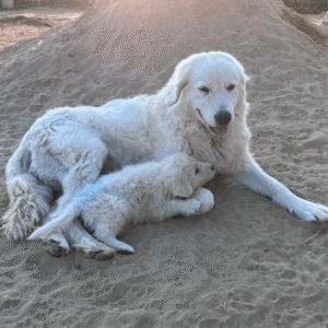 1882925515 Inside Our Maremma Puppy Program