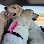 2510825081 Success Stories: Prancing Pony Maremmas Thriving Across North America