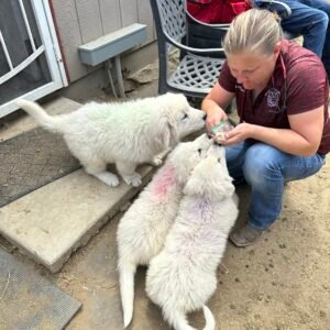 1364541121 Inside Our Maremma Puppy Program