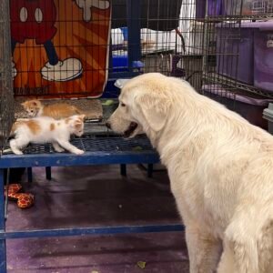 3165039911 Inside Our Maremma Puppy Program