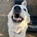 Prancing Pony Bonnie, a Maremma Sheepdog, smiles for her fans!