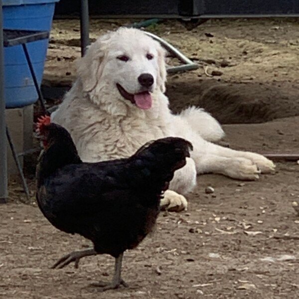 2568662940 Gianna: Retired Maremma Female for a Quiet Chicken Farm