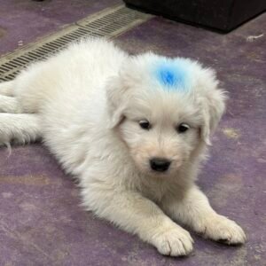 142267417 Inside Our Maremma Puppy Program