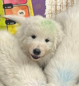 1371022891 Inside Our Maremma Puppy Program