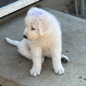 2587063856 Inside Our Maremma Puppy Program