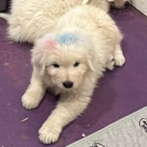 1643604211 Inside Our Maremma Puppy Program