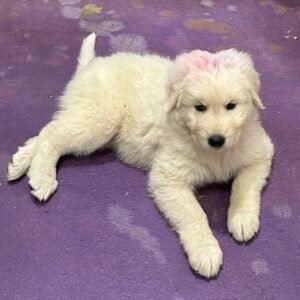 3224816238 Inside Our Maremma Puppy Program