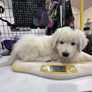 599971620 Inside Our Maremma Puppy Program