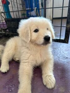2643333172 Inside Our Maremma Puppy Program