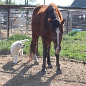 2099646152 Inside Our Maremma Puppy Program