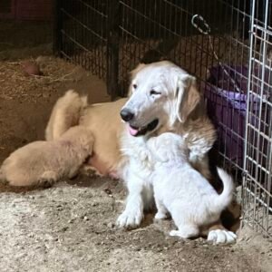 1809752695 Inside Our Maremma Puppy Program
